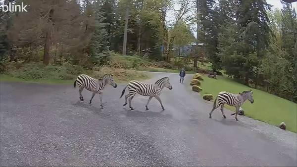 Zebras on the lam in Washington state.