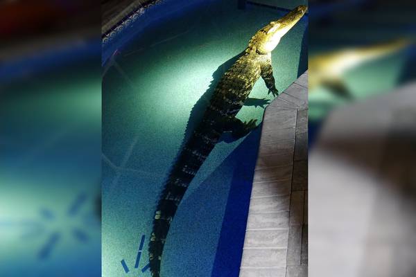 Florida family finds 10-foot alligator swimming in their pool