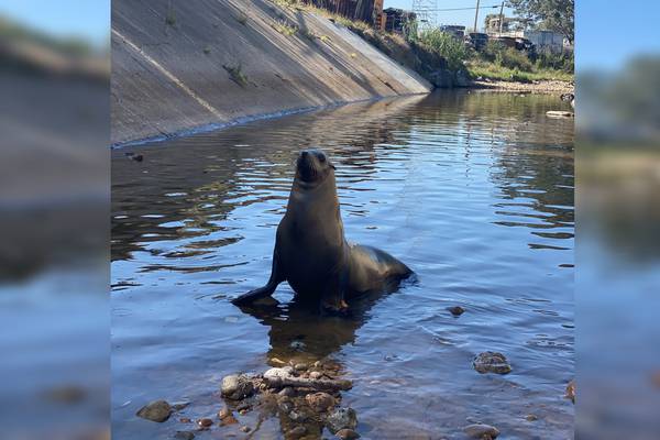 Sea lion once saved from San Diego highway now saved from city storm drain