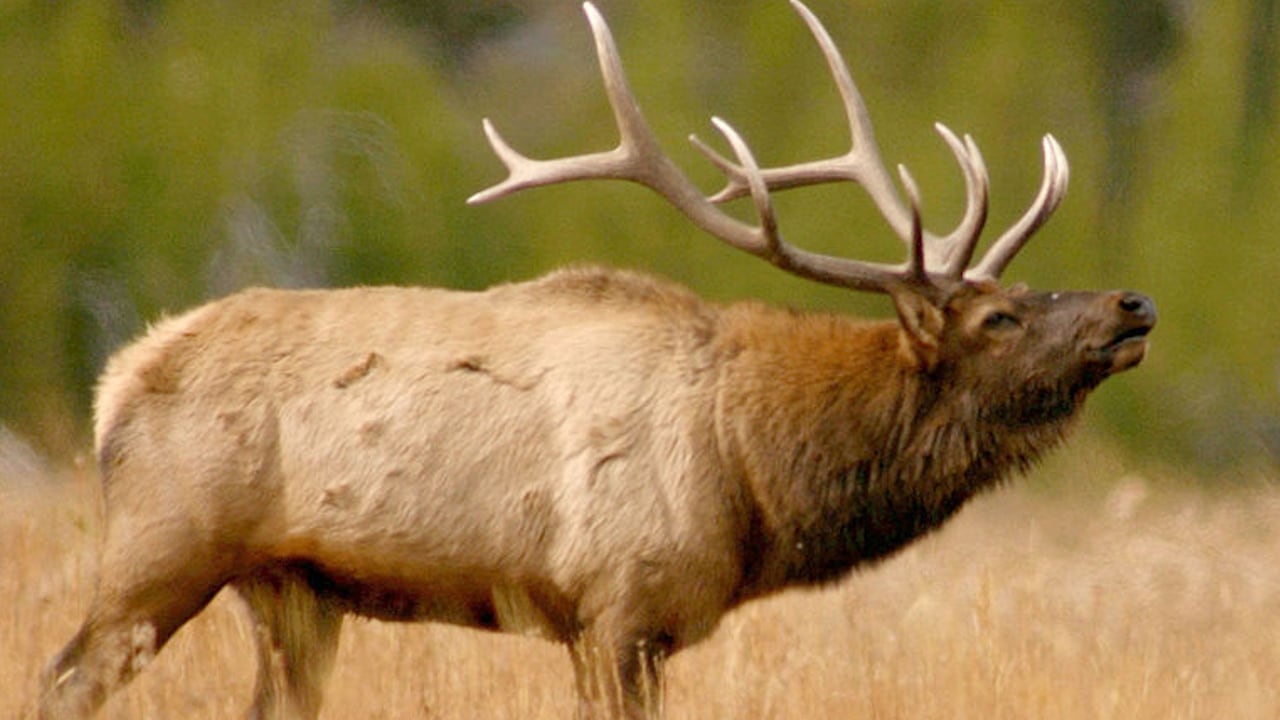 Bull Elk Damages Vehicle, Smashes Window in Colorado Park